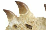 Fossil Mosasaur (Thalassotitan) Jaw Section with Teeth - Morocco #359484-7